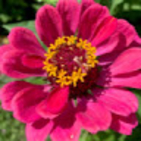 pinkzinnia60
